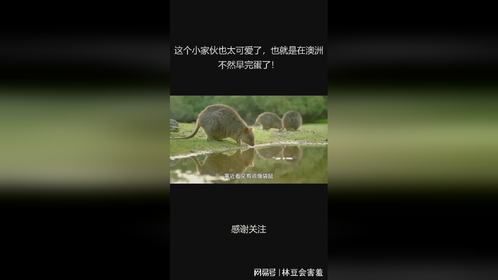 这个小家伙也太可爱了，也就是在澳洲不然早完蛋了！