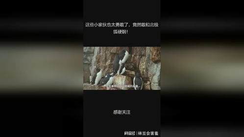 这些小家伙也太勇敢了，竟然敢和北极狐硬钢！