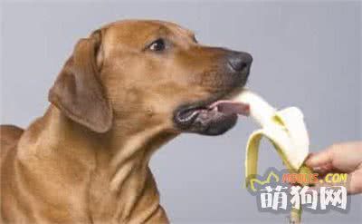狗狗喂养荤素搭配有学问！