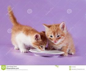 猫咪每天应该喂几次奶粉呢？
