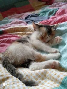 猫咪每天应该喂几次奶粉呢？