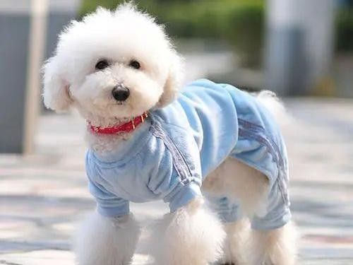 宠物服务站哈尔滨服务 高效依兰宠物配种