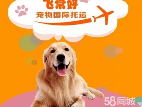 飞常好宠物国际托运·飞常好国际宠物托运 宠物运输 宠物空运 国内宠物托运 上门接送