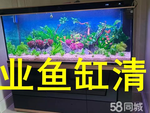 上海鸿晨水族花卉用品·上海专业鱼缸清洗鱼缸安装鱼缸维修鱼缸销售，水族维护 一条龙服务上门服务