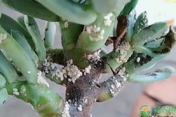 多肉植物生蚧壳虫的原因有哪些?如何进行防治?-图片版权归惠农网所有