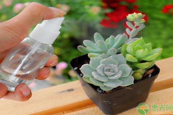 多肉植物生蚧壳虫的原因有哪些?如何进行防治?-图片版权归惠农网所有