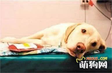 如何养狗 系列100 蜱虫不可怕，它携带的病原才危险！