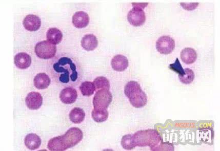 如何养狗 系列100 蜱虫不可怕，它携带的病原才危险！