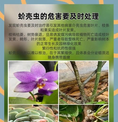 家中发现蚧壳虫怎么处理？有效杀死蚧壳虫的方法？