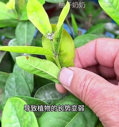 家中发现蚧壳虫怎么处理？有效杀死蚧壳虫的方法？