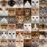 猫咪表情图片大全