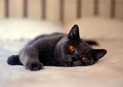 非常可爱的黑猫图片