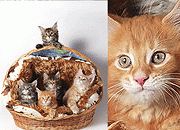 精美小猫图