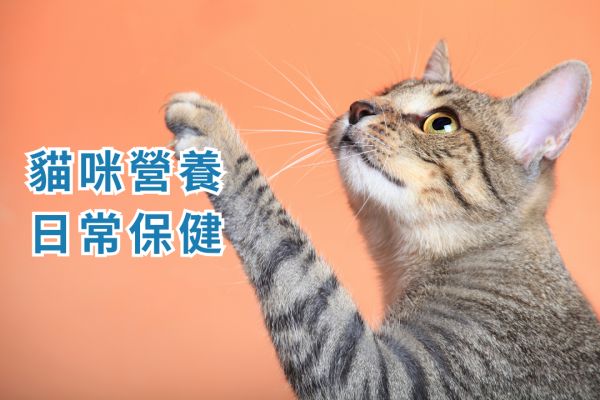 《寵物保健食品聖經》推薦必看！貓咪狗狗保健品到底該如何挑選？