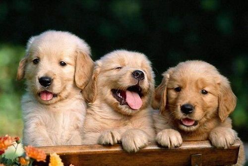 金毛犬减肥食谱大公开!