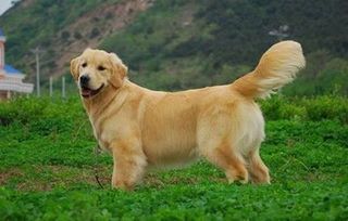 金毛犬减肥食谱大公开!