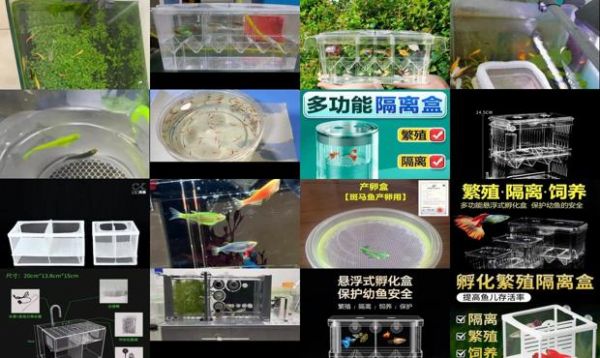 斑马鱼繁殖可以用隔离盒吗