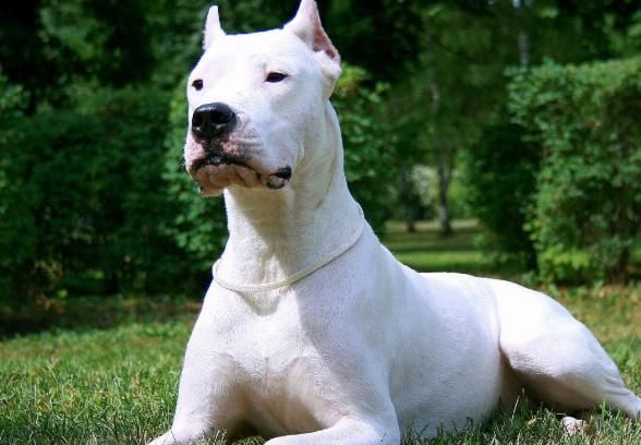 你不仅知道的大型犬科介绍，有你去喜欢的吗