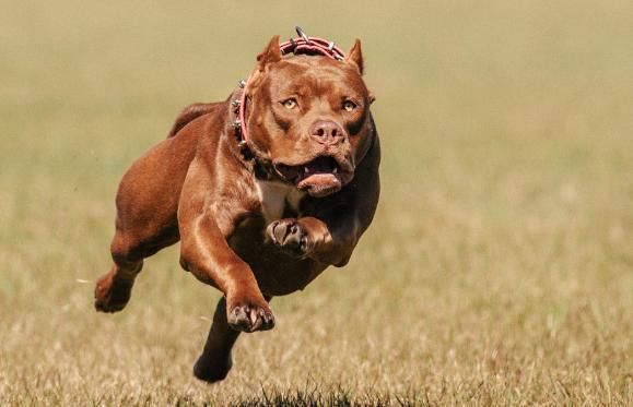 你不仅知道的大型犬科介绍，有你去喜欢的吗