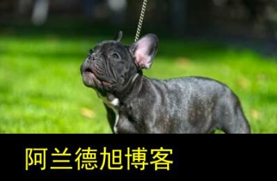有哪些优秀的大狗品种.jpg