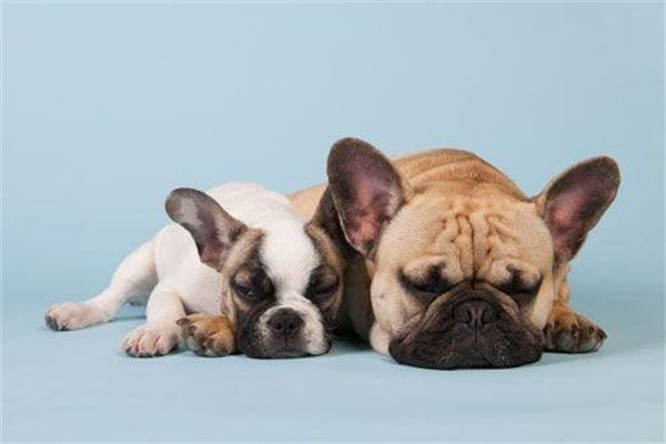 几种最适合家养的大型犬