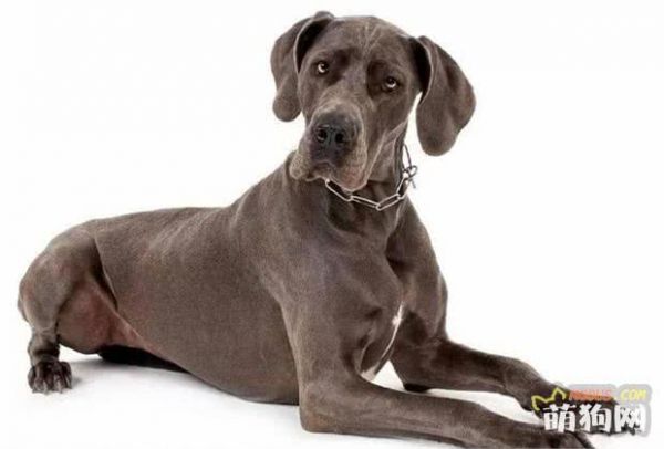 十大巨型犬种介绍，你了解哪几种