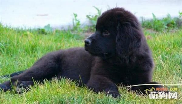 十大巨型犬种介绍，你了解哪几种