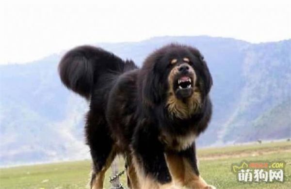 十大巨型犬种介绍，你了解哪几种