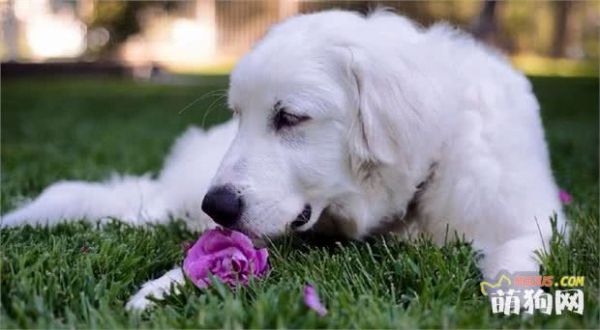 十大巨型犬种介绍，你了解哪几种