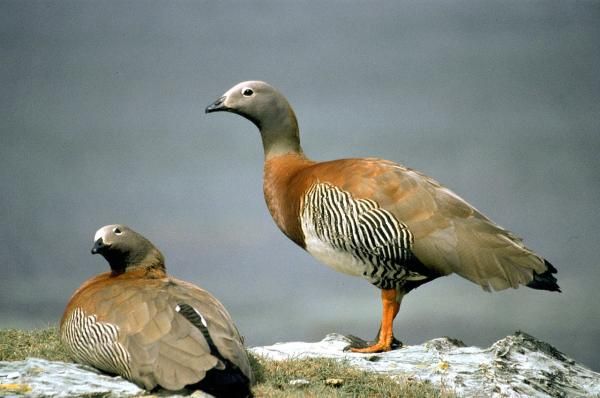 Aves de Argentina - Cauquén Real 