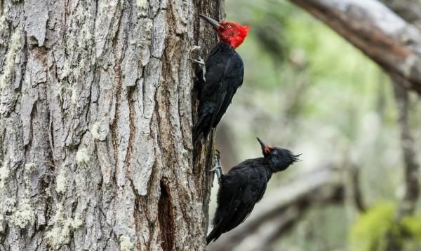 Aves de Argentina - Carpintero gigante 