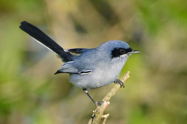 Aves de Argentina - Tacuarita azul 