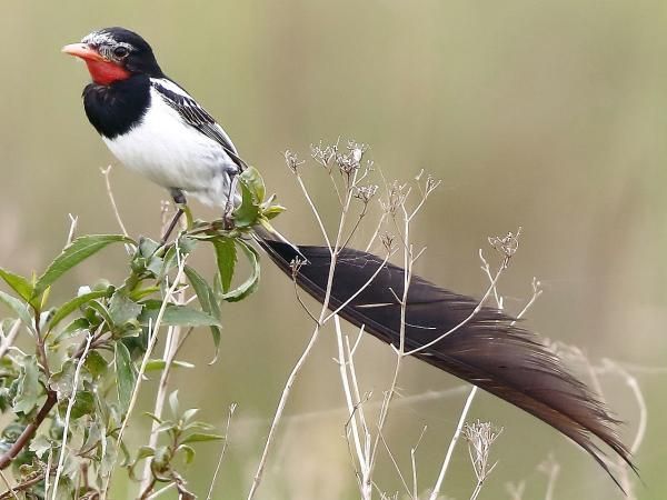 Aves de Argentina - Yetapá de collar 