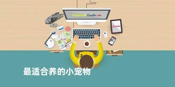 最适合养的小宠物