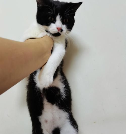 猫咪肚子硬鼓鼓，该如何处理（详解猫咪肚子鼓鼓的原因和处理方法）