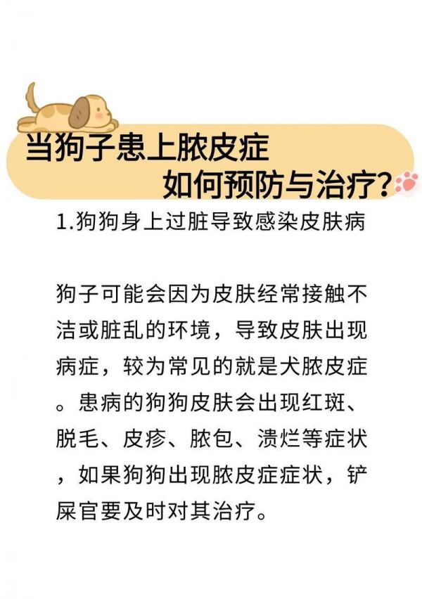 泰迪皮肤病全面解决指南（宠物爱好者必读！治愈泰迪皮肤病的方法与实践）