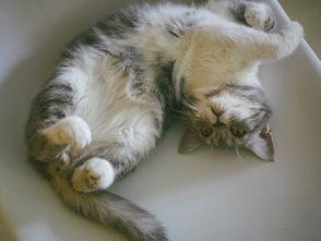 养猫可以养玫瑰吗？ 卡布奇诺玫瑰对猫咪有影响吗？