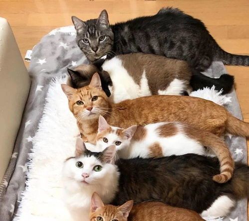 养猫可以养玫瑰吗？ 卡布奇诺玫瑰对猫咪有影响吗？