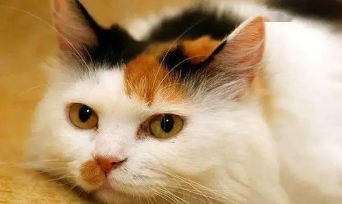 养猫可以养玫瑰吗？ 卡布奇诺玫瑰对猫咪有影响吗？