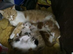 宠物母猫产后营养指南