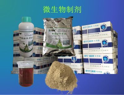 微生物制剂选择指南 龙鱼疾病与治疗 第3张