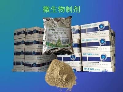 微生物制剂选择指南 龙鱼疾病与治疗 第2张