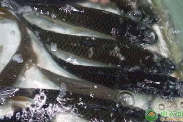 水产养殖课堂：鱼病用药要“十看”-图片版权归惠农网所有
