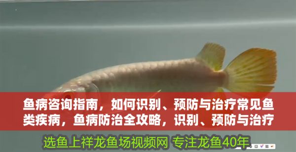 鱼病咨询指南，如何识别、预防与治疗常见鱼类疾病，鱼病防治全攻略，识别、预防与治疗常见鱼类疾病指南 龙鱼常见疾病 第1张