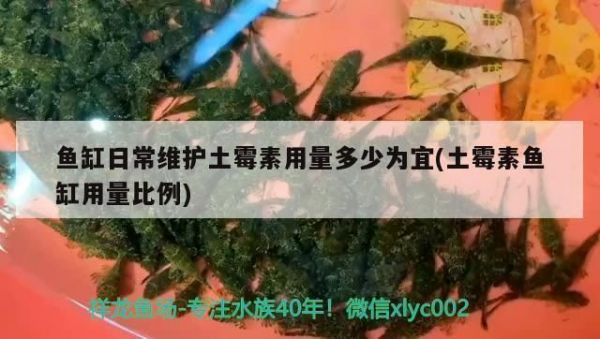 祥龙鱼场如何使用土霉素治疗龙鱼剂量祥龙鱼场土霉素使用指南（土霉素治疗龙鱼剂量） vs祥龙鱼场 第1张