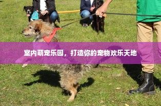 室内萌宠乐园，打造你的宠物欢乐天地