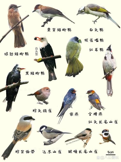 各式宠物鸟种类介绍：从鹦鹉到小型鸟，总有一款适合你