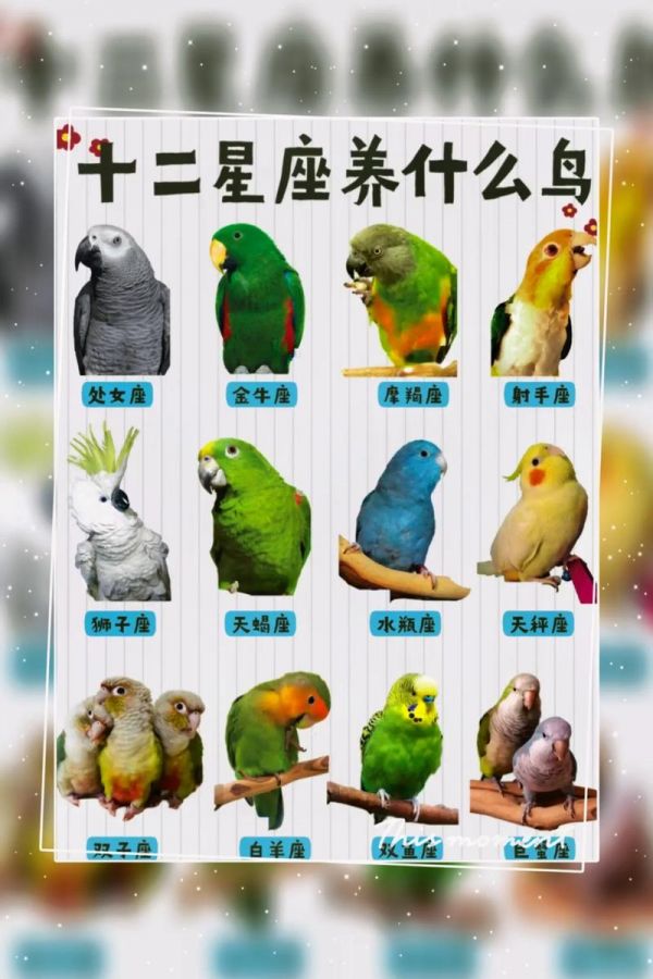 宠物鸟的种类，宠物鸟的种类图片带名称