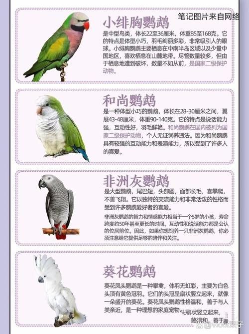 宠物鸟的种类，宠物鸟的种类图片带名称
