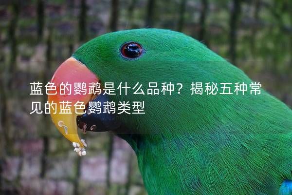 蓝色的鹦鹉是什么品种？揭秘五种常见的蓝色鹦鹉类型